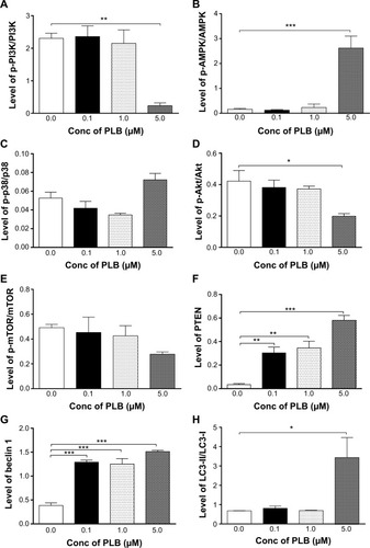 Figure 9 PLB regulates the expression and phosphorylation of PI3K, AMPK, p38 MAPK, Akt, mTOR, PTEN, beclin 1, and LC3-I/II in BxPC-3 cells.