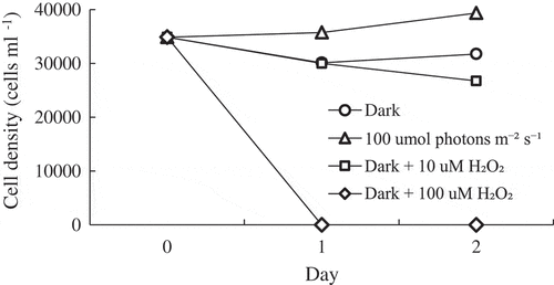 Fig. 2. Changes in Chattonella marina cell density over 2 days under different oxidative stress conditions after dark acclimation (N = 4).