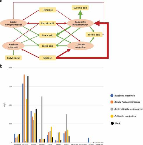 Figure 3. a) Schematic representation of produced (green) and consumed (red) metabolites at T = 12 hours after inoculation in batch fermentation in monoculture. The thickness of the arrow indicates the relative amount of production/consumption compared to the blank (see b). b) HPLC results for monocultures after 12 h in batch mode. Prevotella copri was excluded due to contamination (see Supplementary Figure 7). The arrow thickness was scaled by taking ½ of the square root.