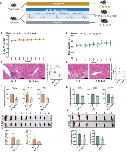 Figure 4. Histological and phenotypic changes in old mice after co-housing.