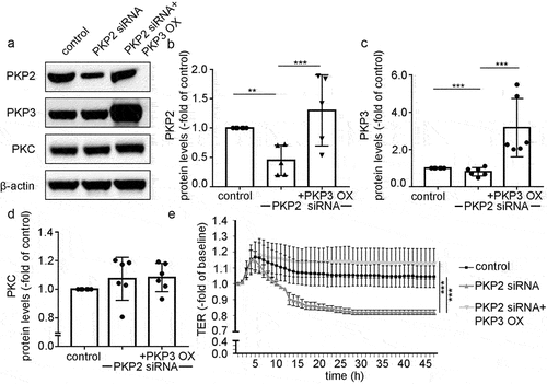 Figure 7. PKP3 overexpression in Caco2 cells attenuated the effect of PKP2 siRNA.