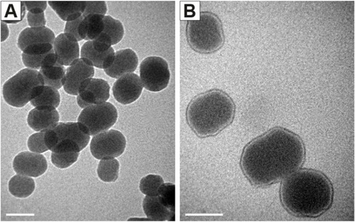 Figure 3 Transmission electron microscopy images of MSN (A) and MSN-GA (B). Scale bar: 100 nm. Magnification ×200,000.Abbreviations: GA, glycyrrhetinic acid; MSN, mesoporous silica nanoparticle.