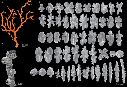 Figure 9. Hemicorallium ducale. Holotype, USNM 50111: (A) Front of colony; (B) SEM image of branch; (C) sclerites from autozooids. Branch image by F.M. Bayer courtesy of Stephen Cairns.