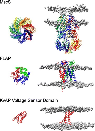 Figure 2.  Positions and orientations of MscS, FLAP and the KvAP sensor domain. The position of MscS (top), FLAP (middle) and KvAP voltage sensor (bottom) in a DPPC bilayer. The protein structure is shown as a ribbon diagram generated from the original pdb structure following superposition with the simulated coarse-grained structure. Phosphate particles are shown as grey spheres.