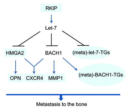 Figure 2. RKIP signaling pathway regulates breast cancer metastasis to the bone. Highlighted with light blue rectangles are the components of the pathway that are also part of the RPMS. Highlighted with light blue ovals are the meta-genes that were added to the signaling pathway to make the RPMS.