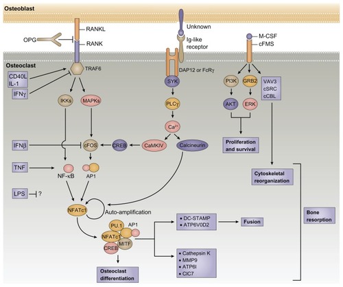 Figure 2 The immune and skeletal systems share cytokines, receptors, signaling molecules, and transcription factors, all of which cooperatively regulate osteoclasts and osteoblasts as well as their interactions. Osteoblasts regulate osteoclastogenesis through receptor activator of nuclear factor-κB (NF-κB) ligand (RANKL)-receptor activator of nuclear factor-κB (RANK) (and its decoy receptor osteoprotegerin [OPG]) interactions, macrophage colony-stimulating factor (M-CSF)–cFMS interactions and immunoglobulin (Ig)-like receptors associated with immunoreceptor tyrosine-based activation motif-harboring adaptor molecules (such as DAP12 and Fc-receptor common γ-subunit [FcRγ], the ligands of which are not well characterized). Although not depicted, semaphorin 6D, and its receptor plexin A1, and ephrin receptor B4 and ephrin B2 were newly identified as mediators of osteoblast–osteoclast interactions. There are extensive signaling pathways in osteoclasts. RANK and Ig-like receptors stimulate downstream signaling cascades (such as tumor necrosis factor [TNF] receptor-associated factor 6 [TRAF6], NF-κB, mitogen-activated protein kinases [MAPKs], activator protein 1 [AP1], calcineurin, and nuclear factor of activated T cells cytoplasmic 1 [NFATc1]), which are influenced by a number of immunoregulatory molecules including CD40 ligand (CD40L), interleukin-1 (IL-1), interferon-β (IFNβ), IFNγ, TNF, and lipopolysaccharide (LPS). Dendritic-cell-specific transmembrane protein (DC-STAMP) and ATP6V0D2 are necessary for the fusion of osteoclast precursor cells. Phosphoinositide 3-kinase (PI3K)-AKT and growth-factor-receptor-bound protein 2–extracellular-signal- regulated kinase (GRB2–ERK) pathways are important for the proliferation and survival of the osteoclast lineage, whereas VAV3, cSRC, and Casitas B-lineage lymphoma (cCBL) are included in the molecules required for cytoskeletal reorganization and bone-resorbing osteoclasts. Osteoclast activity is dependent on acidifying proton pump ATP6I and chloride channel 7 (ClC7), as well as matrix-degrading enzymes such as cathepsin K and matrix metalloproteinase 9 (MMP9). The following molecules are known to be involved in both the bone system and the immune system: NF-κB, RANKL, RANK, OPG, cFMS, M-CSF, Ig-like receptors, FcRγ, DAP12, TRAF6, MAPKs, AP1, calcineurin, NFATc1, CD40L, IL-1, IFNγ, IFNβ, TNF, LPS, DC-STAMP, PI3K, AKT, ERK, VAV3, cSRC, and cCBL.