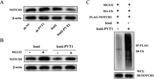 Figure 3. The relationship between lncRNA PVT1 and NOTCH1. CD4+ T cells were transfected with sh-NC, sh-PVT1, lenti, or lenti-PVT1. n = 3. (A) Protein levels of NOTCH1 were detected by western blot. (B) CD4+ T cells transfected with pcDNA-PVT1 or its control were treated with MG132. Protein levels of NOTCH1 were detected by western blot. (C) The HA-Ub, FLAG-NOTCH1, NC-pcDNA, or pcDNA-PVT1 was transfected into 293 cells before MG132 treatment. The cell lysate was co-immunoprecipitated with anti-FlAG-NOTCH1 antibody (IP: FlAG-NOTCH1) and co-immunoblotted with anti-ubiquitin antibody (IB: HA-Ub).