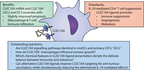 Figure 3. Benefits, drawbacks and outstanding questions for CLEC10A targeting in the tumor microenvironment.