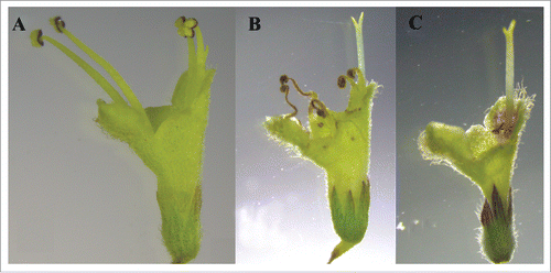 Figure 1. Hermaphrodite flowers (H) and female flowers (F) of Elsholtzia rugulosa. Male phase (A), Female phase (B), and F flowers (C).