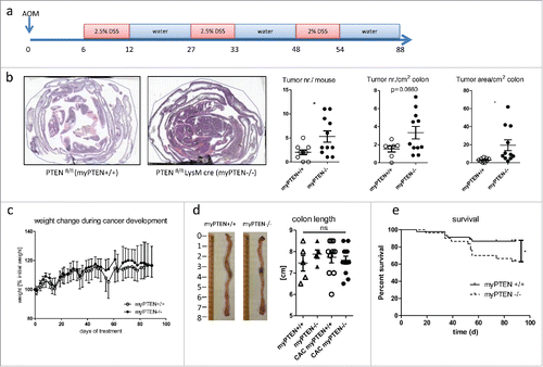 Figure 1. Myeloid PTEN-deficiency increases tumor burden and mortality. (A) timeline of AOM/DSS treatment to induce colitis-associated colon cancer (CAC), (B) Representative H&E-stained sections of swiss rolls (small and large intestines) of PTENfl/fl and PTENfl/fl LysM cre mice and quantification of tumor number and area, n = 7–11, *p <0.05. (C) Weight change during CAC development of one representative experiment n = 6–8, (D) representative pictures of unflushed colons and quantification of colon length (n = 5–12). (E) Kaplan–Meier estimator of survival during CAC development (n = 30–46), *p < 0.05.