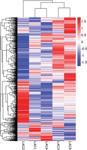 Figure 1. Heat map of whole-genome expression indicating differences and similarities of gene expression patterns of the mammary gland at different lactation stages. Red represents genes with high expression levels; blue represents genes with low expression levels. LAC1 samples were from the period of lactation onset (4.6 ± 1.5 days in milk (DIM), n = 3), LAC2 samples were from the period of peak milk production (55 ± 4.3 DIM, n = 3), LAC3 samples were from the period of mid-lactation (163 ± 6.24 DIM, n = 3), LAC4 samples were from late lactation (312 ± 24.6 DIM, n = 3), and LAC5 samples were from the dry period (33 ± 3.7 days after cessation of milk removal, n = 3). The gene expression patterns at peak milk were quite different than for other lactation stages. Patterns during lactation onset (LAC1) and the late lactation (LAC4) showed similar gene expression patterns, and gene expression patterns during the mid-lactation (LAC3) and dry period (LAC5) were also similar.