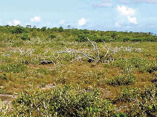 Figure 5. Buttonwood occurring in the Lower Florida Keys (Lopez Citation2001)