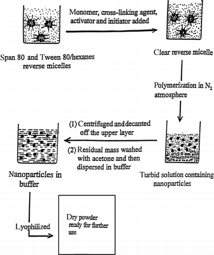 Figure 1. Preparation of polyacrylic acid (PAA) nanoparticles through reverse micellar polymerization.