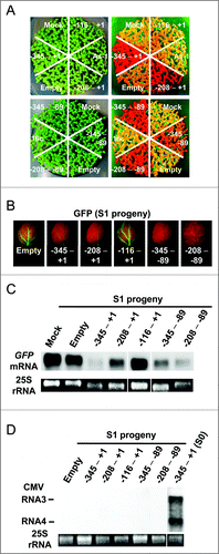 Figure 6. Inheritance of TGS in the self-reproductive plants (S1 generation). (A) GFP fluorescence of the progeny plants infected with CMV-A1 vectors. Fifty-five seeds were sown in one block on 1/4 MS medium and photographed under white (left part) or blue light (right part) 1 week post-germination. 16c and mock indicate the progeny of non-inoculated and mock-inoculated 16c plant, respectively. Others indicate the progeny of plants infected with the recombinant CMVs. (B) Upper leaves of S1 plants photographed under UV illumination. Fluorescence emission was collected using the long-pass filter. (C) Level of mRNA of the GFP gene in S1 plants. RNA isolated from the progeny of a mock-inoculated plant was hybridized as a negative control. (D) Northern blot analysis of RNA isolated from S1 plants indicating the absence of recombinant CMV. The blots were hybridized with a GFP-specific (C) or the CMV-specific (D) probe, respectively. RNA isolated from a primary infected plant (S0 plant) at 18 DPI was hybridized as a positive control. Ethidium bromide stained 25S rRNA bands below the part demonstrate that an equal amount of RNA was loaded. The images of RNA samples that were not adjacent to each other in the original gel were separated by a line.