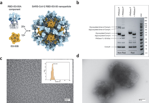 Figure 1. Analysis of IVX-411 VLP. (a) Schematic representation of the two-component IVX-411 VLP (also see text). (b) Representative reducing and non-reducing SDS-PAGE analysis of components A and B of IVX-411 following treatment with or without PNGase-F. (c) Representative negative stained TEM of IVX-411 in solution with particle size distribution indicated in the insert (n = 100 VLPs, mean particle size ± SD = 28 ± 3 nm). (d) TEM analysis of IVX-411 antigen adsorbed to the aluminum-salt adjuvant Alhydrogel. Samples were formulated in a buffer containing 50 mM Tris, 150 mM NaCl, 5% sucrose, 0.1 M L-arginine, pH 8.0. The cartoon display in panel (a) was reproduced from Walls et al.Citation33.