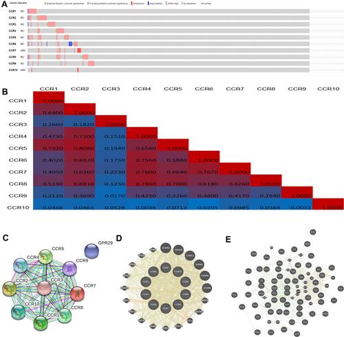 Figure 10 The genetic alteration, neighbor gene network, and interaction analyses of CC chemokine receptors in LUAD patients.
