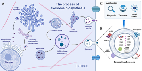 Figure 2 Biogenesis, composition, and application of exosomes. (A) The biosynthetic pathway of exosomes; (B) Composition of exosomes: proteins, nucleic acids, lipids, receptors, etc; (C) The primary applications of exosomes: diagnosis and treatment of diseases, novel carriers for drug transport, etc. (Image created with BioRender.com).