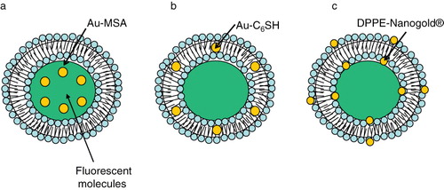 Figure 7. Gold nanostuctures-liposome systems. Diagram showing AuNPs entrapment in different regions of liposomes. (a) Hydrophilic Au-MSA in the aqueous core, (b) Hydrophobic Au-C6SH in the lipid bilayer, (c) DPPE-Nanogold® tethered to lipid bilayer.