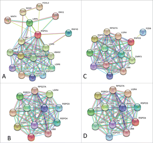 Figure 3. Interactome generated by Search Tool for the Retrieval of Interacting Genes; STRING, http://string-db.org/ for: (A) Human Rspo1 (UniProt ID: Q2MKA7); (B) Human Rspo2 (UniProt ID: Q6UXX9); (C) Human Rspo3 (UniProt ID: Q9BXY4); and (D) Human Rspo4 (UniProt ID: Q2I0M5).