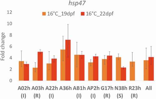 Figure 3. Comparison of hsp47 gene transcription at 16°C in nine rainbow trout isogenic lines, as expressed as fold change relative to control 11°C and expressed as mean ± SE. Status of the lines: R for resistant, I for intermediate and S for sensitive. 19 dpf (days post-fertilization): three days after the beginning of the temperature treatment; 22 dpf: at the end of the temperature treatment. Data are not available for line R23h at 22 dpf due to technical problems during RNA extraction, meaning that the samples were lost