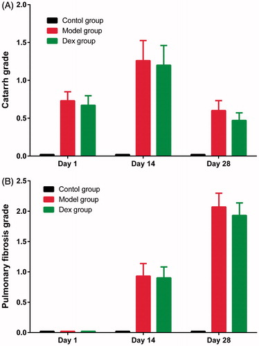 Figure 1. Comparison of scores of alveolar catarrh (A) pulmonary fibrosis (B) in the 3 groups. The score of alveolar catarrh and pulmonary fibrosis was zero in the control group, and there was no significant difference between model group and DEX group.