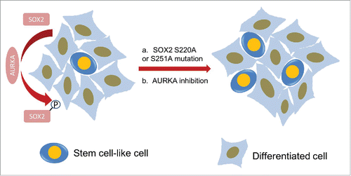 Figure 6. Schematic model displays the mitotic regulation of SOX2 by AURKA is critical for cancer stem-cell like cell maintenance. Both solid tumor and cultured cells were heterogeneous and the number of stem-cell like cells is limited. It is proposed here that the ratio of stem-cell like cells is regulated through phosphorylation on SOX2 mediated by AURKA. AURKA phosphorylates SOX2 and induce the M phase specific modification of SOX2. Mitotic phosphorylation of SOX2 by AURKA restricts the ratio of stem-cell like cells. When disrupt the mitotic modification of SOX2, either by mutating SOX2 or inactivating AURKA, the ratio of stem-cell like cells increased.