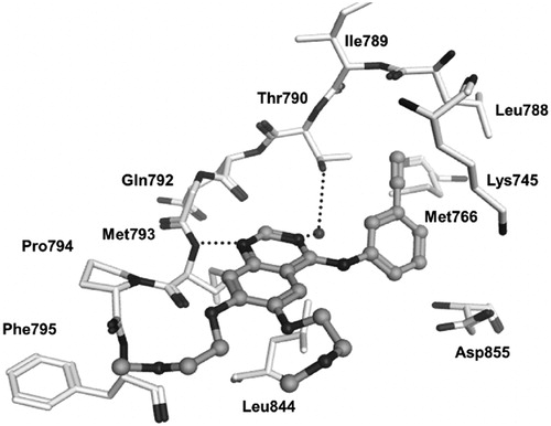 Figure 2. Quinazoline compound erlotinib binding to the hinge region of EGFR with hydrogen bonds.