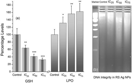 Figure 7. (a) Effect of IC25, IC50 and IC75 concentrations of RS-AgNPs on intracellular GSH and LPO levels at 24 h. Each value is the mean ± SE of three individual observations. Significant difference from control values *indicates p < .05; **p < .01 and ***p < .001 (t-test) and (b) Analysis of the DNA integrity in RS-AgNPS treated SKOV3 cells by agarose gel electrophoresis. DNA from cells was extracted and electrophoresed through a 1.8% agarose gel and visualized by staining with ethidium bromide.