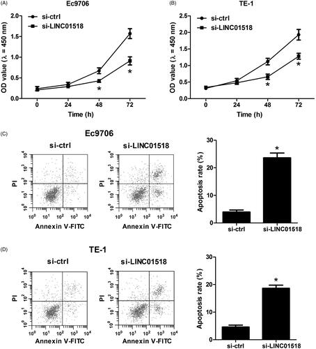 Figure 2. Effect of LINC01518 knockdown on cell proliferation and apoptosis in ESCC cells. (A and B) Ec9706 and TE-1 cells were transfected with si-LINC01518 or si-ctrl for 0, 24, 48, and 72 h, followed by assessment of cell proliferation by CCK-8 assay. (C and D) Ec9706 and TE-1 cells were transfected with si-LINC01518 or si-ctrl for 48 h, followed by the assessment of apoptosis by flow cytometry analysis. *p < .05.