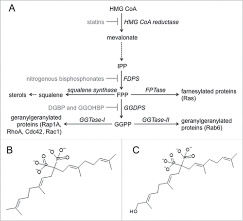 Figure 1. Clinically relevant inhibitors of the isoprenoid biosynthetic pathway (IBP) (a) Statins inhibit HMG CoA reductase, consequently reducing the entire IBP. Nitrogenous bisphosphonates inhibit FPP synthase (FDPS), consequently reducing FPP, GGPP, farnesylation, and geranylgeranylation. Our novel isoprenoid bisphosphonate compounds (b) DGBP and (c) GGOHBP inhibit GGPP synthase (GGDPS), consequently reducing only GGPP and protein geranylgeranylation.