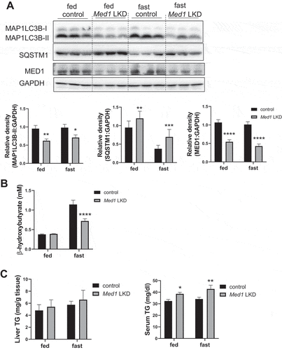 Figure 6. Liver-specific KD of Med1 decreased autophagy and fatty acid β-oxidation in vivo. Liver-specific KD of Med1 or control animals were generated by injecting ALB-mMed1-shRNA-expression adeno-associated virus (AAV8-ALBp-eGFP-mMed1-shRNAmir) or control adenovirus. (A) Immunoblot and densitometric analysis of MAP1LC3B-II, SQSTM1 in the liver from control or Med1 KD C57BL/6 J mice under fed or fasting condition. (B) Serum β-hydroxybutyrate and (C) Hepatic TG, serum TG levels from control or Med1 KD C57BL/6 J mice under fed or fasting condition. Data are represented as mean ± SEM. Control fed (n = 7), siMed1 LKD fed (n = 8), fast control (n = 8), siMed1 LKD fast (n = 8)