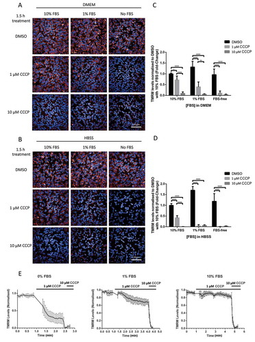 Figure 1. FBS inhibits CCCP-induced depolarization of mitochondria in SHSY5Y POE cells. Cells were maintained in DMEM or HBSS supplemented with either 0%, 1% or 10% FBS and loaded with 25 nM TMRM dye 30 min prior to treatment with either DMSO, 1 μM or 10 μM CCCP. Representative images of TMRM signal in SHSY5Y POE cells maintained in DMEM supplemented with 10 mM HEPES (A) or in HBSS (B) media, and imaged 1.5 h after treatment on the Opera PhenixTM. Graphs (C and D) show mean TMRM levels normalized to DMSO treatment with 10% FBS supplemented media ±S.D. (N = 3). Representative traces of real-time TMRM fluorescence of POE SHSY5Y cells in DMEM supplemented with 0%, 1% or 10% FBS with the addition of 1 μM CCCP (e). CCCP (10 μM) was added to confirm full depolarization. Data displayed as mean ±S.E.M.