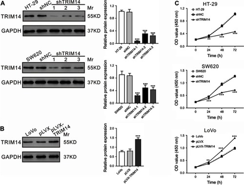 Figure 2 TRIM14 expression affected the proliferation of colorectal cancer (CRC) cells. (A) TRIM14 expression in HT-29 and SW620 cells after infection with shTRIM14 or shNC lentivirus. (B) TRIM14 expression in LoVo cells after infection with pLVX-TRIM14 or pLVX lentivirus. (C) CCK-8 assays were carried out to assess the proliferation of CRC cells infected with shNC, shTRIM14, pLVX, and pLVX-TRIM14, respectively. shNC or pLVX served as negative control. **P<0.01, ***P<0.001 vs shNC or pLVX. Abbreviation: shNC, lentiviral plasmid expressing control short hairpin RNA.