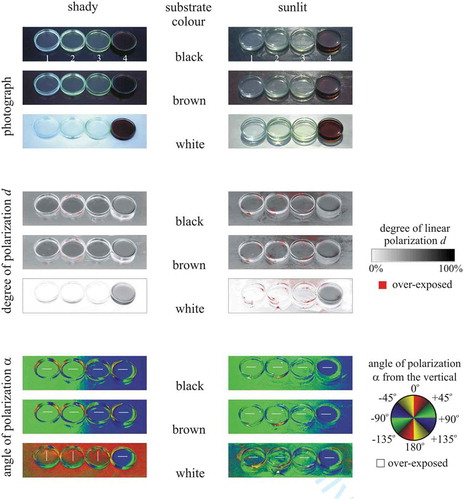 Figure 3. Photographs and patterns of the degree d and angle α of linear polarisation of the colourless insect-monitoring glue used in experiments 2–4 (1), the yellowish cooking oil used in experiment 1 (2), a yellowish Canada balsam (3), and a brown pine resin dissolved in isopropyl alcohol (4) measured with imaging polarimetry in the green (550 nm) spectral range under shady (left column) and sunlit (right column, when the sun shone frontwise) conditions when the Petri dishes containing the sticky liquids were on a black, brown and white substrate. The tilt angle of the polarimeter’s optical axis was −65° from the horizontal. In the α-patterns the white bars show the local direction of polarisation of the liquid surface