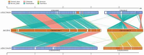 Figure 4. Linear pairwise comparison of the SCCF01 strain genome