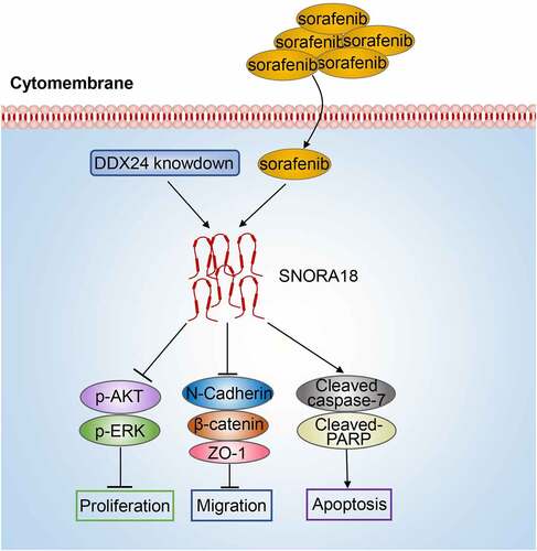 Figure 8. Schematic model: DDX24 modulates the chemosensitivity of SFN in HCC treatment via SNORA18 dependent pathway. DDX24 knockdown synergized with SFN enhanced the inhibitory effects of cell proliferation and migration via AKT/ERK and EMT pathway in HCC. Downregulation of DDX24 elevated sorafenib-induced apoptosis via caspase/PARP pathway in HCC. Mechanistically, DDX24 regulated SFN sensitivity in HCC treatment via mediating the expression of its target SNORA18.