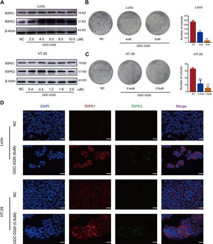 Figure 1 GDC-0326 induced inhibition of CRC cell proliferation through upregulation of RIPK1/3. (A) Protein levels of RIPK1 and RIPK3 were detected by Western blotting after incubation with GDC-0326. (B and C) Colony formation of LoVo and HT-29 cells was observed, and the number of colonies formed was counted after 2 weeks of treatment with GDC-0326 at various concentrations. DMSO was added as a control. (D) Immunofluorescence images of RIPK1 and RIPK3 in CRC cells were captured after the addition of GDC-0326 for 48 h. Scale bar = 20 µm. (**P < 0.01).