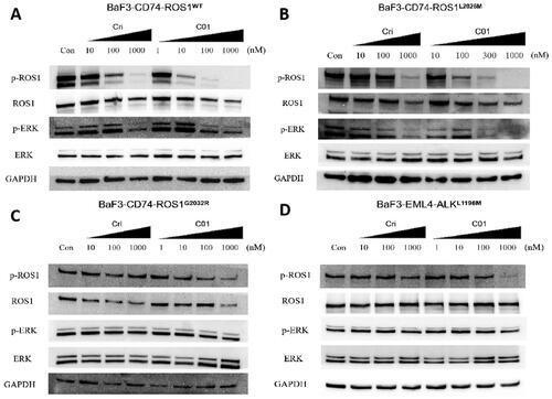 Figure 5. Inhibition of cellular phosphorylation of ROS1, ALK, and ERK by C01 in CD74-ROS1WT (A), CD74-ROS1L2026M (B), CD74-ROS1G2032R (C), and EML4-ALKL1196M (D) cells investigated by western blot analysis, with Crizotinib as the positive control. Cells were treated with Crizotinib or C01 at the indicated concentrations for 4 h and the levels of protein were evaluated by western blot analysis of cell lysates using specific antibodies.