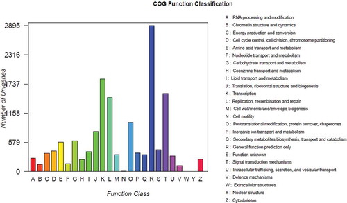 Fig. 5 (Colour online) Cluster of orthologous group classifications. The horizontal axis presents the functional categories, while the vertical axis corresponds to the number of unigenes in the categories.