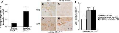 Figure 5 Deletion of the COX-2 gene in myeloid cells does not prevent endogenous PGI2 dependent protection from TZG-induced neurotoxicity.Notes: (A) The level of 6-keto prostaglandin f1α in LysMCre COX-2flox/flox mice compared with Tie2Cre COX-2flox/flox mice 12 hours after TZG injection. (B and C) PGIS- and (D and E) CD45-labeled cells in the injured striatum in LysMCre COX-2flox/flox mice 12 hours after TZG alone or NS-398 plus TZG treatment; scale bar: 150 μm. (F) Twenty-four-hour assessment of TZG-induced lesion volume in pretreated tranylcypromine, NS-398, or TZG alone animals. Bars represent group means ± SEM. *Represents a significant effect compared to all other groups (P≤0.01 for all). N=5 in all experimental groups.Abbreviations: PGI2, prostacyclin; PGIS, prostacyclin synthase; SEM, standard error; TZG, (RS)-(tetrazol-5-yl)glycine.