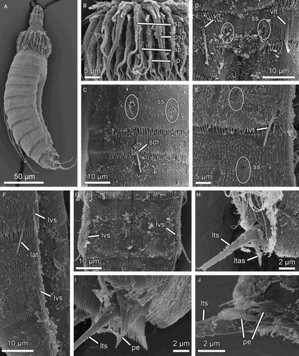 Figure 4. Scanning electron micrographs showing overviews and details in head and trunk morphology of Echinoderes lusitanicus sp. nov. paratypes (ZMUC-KIN-936). (A) Lateroventral overview of whole specimen, anterior faces up; (B) Introvert, sector 4; (C) Segments 1 to 3, subdorsal view; (D) Segments 2 and 3, ventral view; (E) Segments 5 and 6, lateroventral view; (F) Segments 8 to 10, lateroventral view; (G) Segment 9, ventral view; (H) Detail of right half of segment 11 in female showing lateral terminal accessory spine; (I) Partial view of segment 11 showing a penile spine, lateral view; (J) Detail of segment 11 in male showing the penile spines, laterodorsal view. Abbreviations: lat, lateral accessory tube; ltas, lateral terminal accessory spine; lts, lateral terminal spine; lvs, lateroventral spine; lvt, lateroventral tube; pe, penile spine; psp, primary spinoscalid; sdt, subdorsal tube; sp2–4 spinoscalid of ring 2 to 4; ss, sensory spot; vlt, ventrolateral tube.