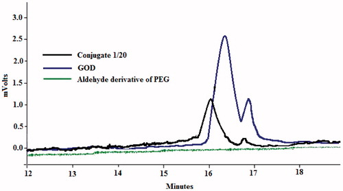 Figure 1. HPLC chromatograms of GOD–PEG aldehyde conjugate (nGOD/nPEG 1:20) and free GOD.