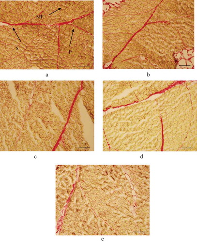 Figure 2. Histological changes of semitendinosus muscle by light microscopy (magnification: ×100). Note: Bar = 200 μm; (a) marinating time 0 h, control; (b) marinating time 3 h; (c) marinating time 6 h; (d) marinating time 12 h; €, marinating time 24 h; PP: primary perimysium; SP: secondary perimysium, MF: muscle fiber.Figura 2. Cambios histológicos del músculo semitendinoso detectados por microscopía de luz (ampliación: ×100). Nota: Barra = 200 µm, (a), duración del marinado 0 h, control; (b), duración del marinado 3 h; (c), duración del marinado 6 h; (d), duración del marinado 12 h; E, duración del marinado 24 h; PP: perimisio primario; SP: perimisio secundario, MF: fibra muscular.