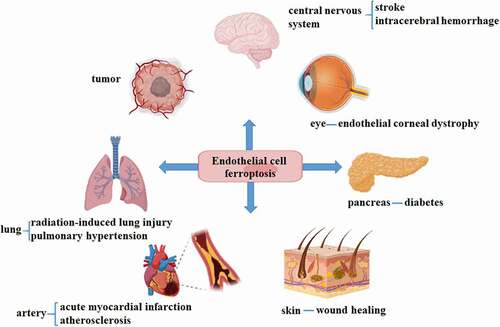 Figure 2. Endothelial ferroptosis involves different pathological processes, including eyes, blood vessels, brain, pancreas, skin, tumor and lung.