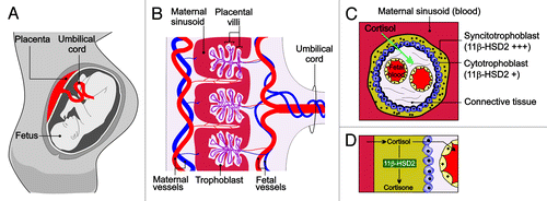 Figure 1. The placental HSD11B2 shield. (A) During pregnancy, the placenta acts as a critical regulator that limits fetal exposure to maternal glucorticoids. (B) Cross sectional image of the placenta. Blood travels from the fetus through the umbilical arteries (blue). Blood is carried to the chorionic villi, where exchange of nutrients and waste products with the mother occurs. The chorionic villi are made up of two epithelial layers, the syncytiotrophoblast and the cytotrophoblast. (C) Longitudinal section of the chorionic villi. HSD211B2 is expressed strongly in the syncytiotrophoblast and to a lesser extent in the cytotrophoblast, where it converts cortisol into inactive cortisone, thereby protecting the fetus from excessive cortisol exposure.