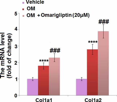 Figure 4. The effect of Omarigliptin on the expressions of Col1a1 and Col1a2 in MC3T3‑E1 cells. The cells were cultured with osteogenic medium (OM) and Omarigliptin (20 μM). The mRNA level of Col1a1 and Col1a2 (****, P < 0.0001 vs. vehicle group; ###, P < 0.001 vs. OM treatment group, n = 5–6)