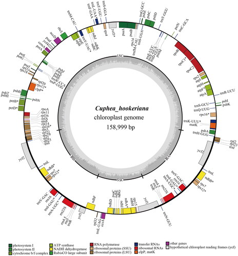 Figure 2. Complete and regional genome map of C. hookeriana. The different colored legend below presents the different types of unigenes.