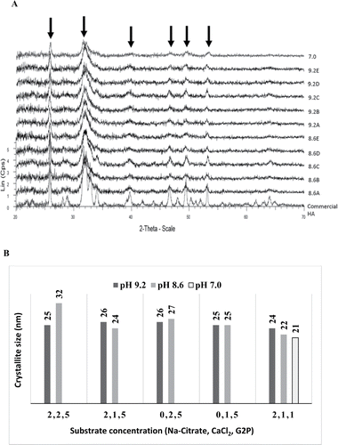 Figure 2. (A) X-ray powder diffraction analysis of samples. XRD powder patterns for various bio-HA samples as shown in Table 1. A commercial HA sample is shown for reference. (B) Crystallite size of bio-HA nanoparticles synthesized in varied pH and substrate concentrations. Crystallite sizes were calculated from the peaks arrowed. Sample notation: see Table 1.