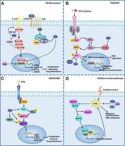 Figure 3 HBV is involved in activation of cancer-related signaling pathways. (A) Wnt/β-catenin signalling pathway. HBV can activate Wnt/β-catenin signaling by activating TCF or inhibiting GSK3β; HBx can silence the SFRPs to activate Wnt signaling; HBx promotes the disintegration of the E-cadherin complex with β-catenin; HBsAg can up–regulate the expression of LEF-1. (B) PI3K/AKT signalling pathway. HBx can inhibit PTEN, a suppressor of PIP3; HBx and HBx mutant can activate Akt directly. (C) MAPK/ERK signalling pathway. HBx can activate Ras and ERK directly; HBx can activate ERK by activating Notch signal. (D) Oxidative stress pathways. The structural proteins of HBV, HBx, HBS and HBC, can induce ROS production. ROS has been shown to play a direct promoting role in viral replication and malignant transformation. ROS can activate KEAP1/NRF2/ARE pathway, which plays an important role in resistance to ROS. Lines ending with arrows or bars indicate activating or inhibitory effects respectively.