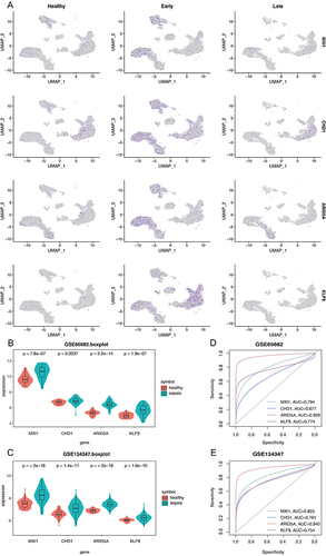 Figure 7 Validation of four important transcription factors (MXI1, CHD1, ARID5A, KLF9) at the gene level. (A) UMAP plots of four important transcription factors at the gene level. (B) Gene expression levels of four transcription factors in GSE65685. (C) Gene expression levels of four transcription factors in GSE134347. (D) ROC analysis of gene levels of four transcription factors in GSE65685. (E) ROC analysis of gene levels of four transcription factors in GSE134347.